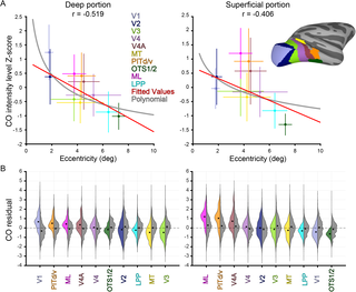 Metabolic organization of macaque visual cortex reflects visual field topography and perceptual specialization