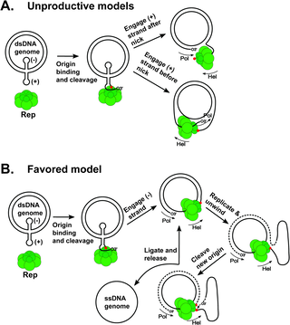 Structures of nucleotide-bound Redondovirus Rep protein link conformation and function