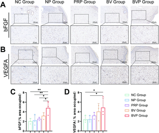A bioactive hydrogel integrating bFGF/VEGFA gene-loaded nanoparticles and platelet-rich plasma for accelerated full-thickness skin wound healing