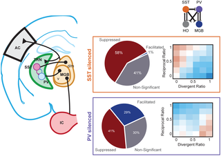Thalamic reticular neurons provide cell type-specific modulation of sound processing in the auditory thalamus
