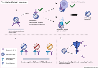 Collectin-11, a complement pattern recognition molecule, mediates pulmonary SARS-CoV-2 neutralization and protection