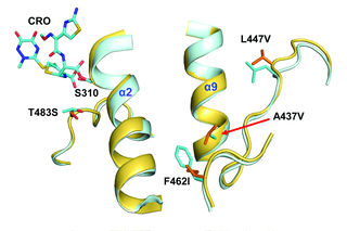 Antibiotic-resistance mutations in penicillin-binding protein 2 from the ceftriaxone-resistant Neisseria gonorrhoeae strain H041 strike a delicate balance between increasing resistance and maintaining transpeptidase activity