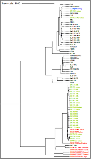 Brucella abortus and public health risk: Prevalence in milk sold at open markets in Cameroon