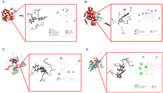 Anti-hepatocellular carcinoma activity of Jacaranda mimosifolia through experimental validation and network pharmacology
