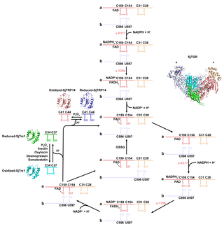 Structural basis for substrate recognition and inhibition of thioredoxin glutathione reductase from Schistosoma japonicum: Implications for antiparasitic development
