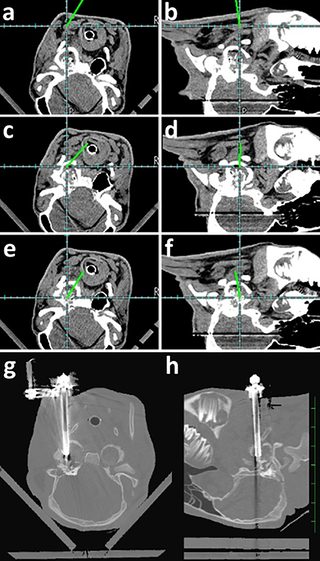 Utility of a freehand frameless navigation system in computed tomography-assisted ventral bulla osteotomy for otitis media in calves