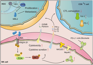 Mannose-binding lectin 2 secreted by hepatocellular carcinoma cells recruits and activates natural killer cells to reshape an immune-activated microenvironment