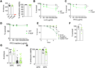 Src-dependent tyrosine-phosphorylation of NM2A has a protective role against bacterial pore-forming toxins