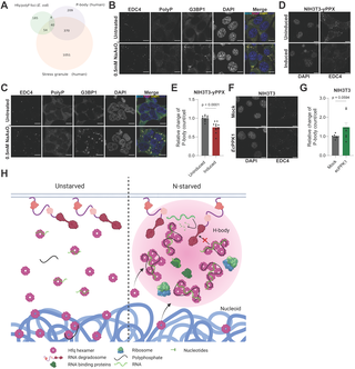 Polyphosphate modulates the stress-responsive formation of functional RNA-protein condensates in bacteria and mammalian cells
