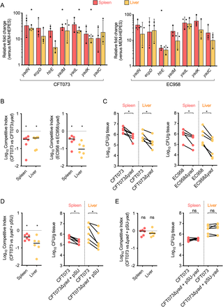 Yad fimbriae are triggered by host cues and enhance extraintestinal pathogenic Escherichia coli tissue colonisation during bloodstream infection