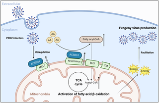 MCL1 promotes porcine epidemic diarrhea virus replication by modulating arachidonic acid metabolic pathway