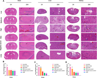 Dual role of Japanese encephalitis virus fusion loop peptide antibodies in Zika virus infection