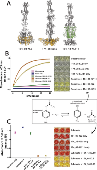Capsular specificity in temperate phages of Klebsiella pneumoniae is driven by diverse receptor-binding enzymes