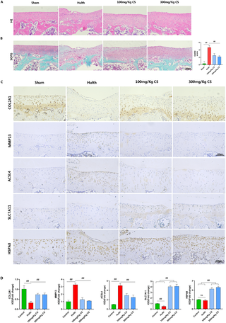 Chondroitin sulfate alleviates osteoarthritis by upregulating HSPA8 to inhibit chondrocyte ferroptosis