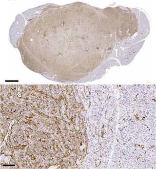 Targeted near-infrared imaging utilizing a cathepsin-activated fluorophore for the intraoperative detection of canine insulinoma