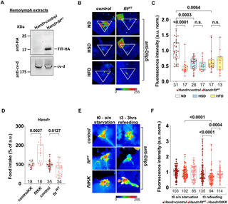 Metabolism fine tuning and cardiokines secretion represent adaptative responses of the heart to High Fat and High Sugar Diets in flies