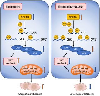 NSUN4-mediated m5C RNA methylation protects retinal cells against excitotoxic injury via the SHH signaling pathway