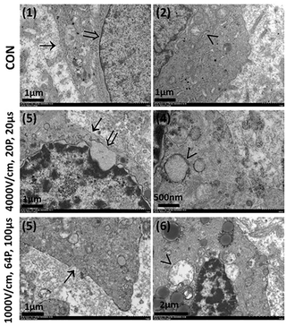 High-intensity irreversible electroporation targeting intracellular structures enhance tumor ablation in lung cancer models