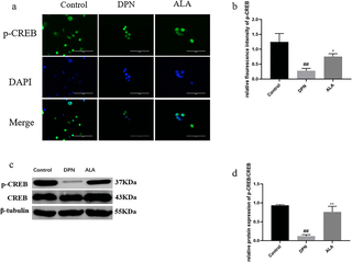 Effect of ALA on preventing diabetic peripheral neuropathy in rats through mitochondrial axonal transport
