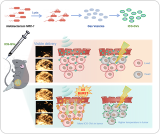 Acoustic delivery of indocyanine green via biosynthetic gas vesicles for tumor photothermal therapy