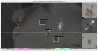 BehaveAI enables rapid detection and classification of objects and behavior from motion