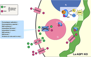 Glycosomal Aquaglyceroporin 1 dual role in iron homeostasis and antimony susceptibility in Leishmania amazonensis