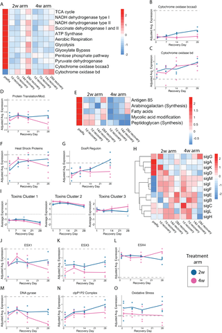 Physiologic recovery of Mycobacterium tuberculosis from drug injury: A molecular study of post antibiotic effect in vitro and in vivo