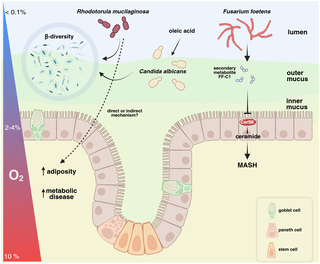 Intestinal fungi shape the biology of the mammalian gut