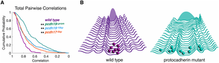 Canalization of neural dynamics by δ-protocadherins in the developing zebrafish optic tectum