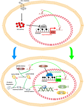 Glucocorticoid-Induced alterations in DNA methylation in the H19 promoter of Bone Marrow-Derived Mesenchymal Stem Cells are associated with the pathogenesis of osteonecrosis