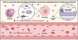 Characterization of a novel cell wall-associated nucleotidase of Enterococcus faecalis that degrades extracellular c-di-AMP