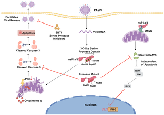 The 3C-like serine protease activity of porcine astrovirus nsP1a/3 mediates mitochondrial apoptosis and MAVS cleavage to facilitate viral replication and antagonize type I interferon response