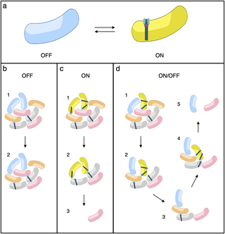 Phenotypic heterogeneity optimizes trade-offs during adaptive deployment of the type VI secretion system