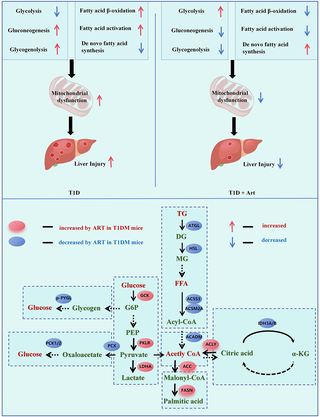 Artemether ameliorates type 1 diabetic liver injury alongside the associated defects in mitochondrial ultrastructure and central carbon metabolism
