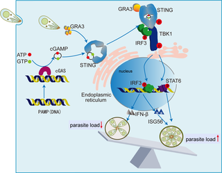 Toxoplasma gondii GRA3 activates interferon-stimulated genes and STAT6 by the cGAS-STING pathway to promote parasite proliferation