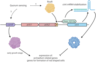 CsmR controls both, motility and cell shape, in Haloferax volcanii