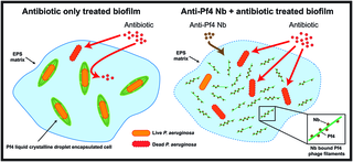 Disrupting phage liquid crystalline droplets restores antibiotic susceptibility in Pseudomonas aeruginosa biofilms