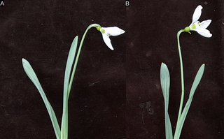 Recombinant Potyvirus lilimaculae in asymptomatic Galanthus nivalis: Ecological and evolutionary implications