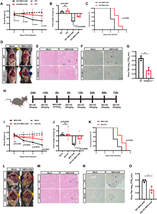 The non-vesicular cholesterol transporter GRAMD1C is a pan-coronavirus antiviral target