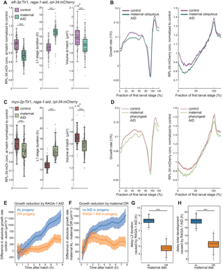 Dietary restriction shapes intergenerational ribosome abundance and early growth of Caenorhabditis elegans offspring