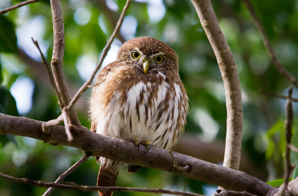 Owls Stay Hot in Phoenix - Rice University Athletics