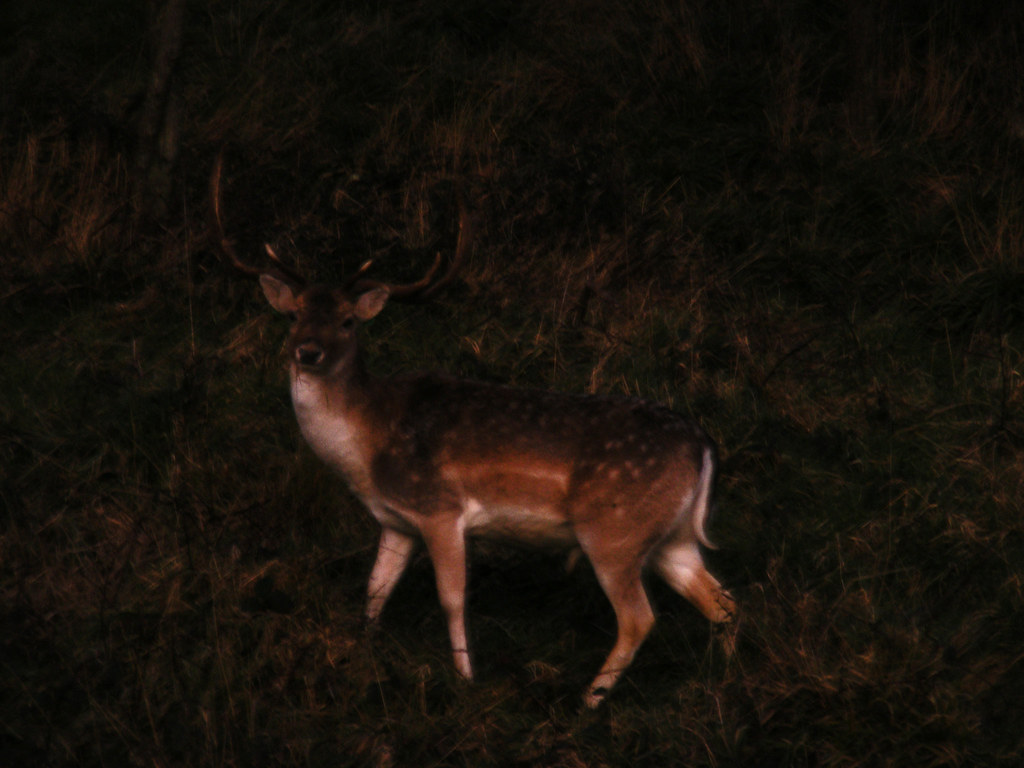 Phoenix Stumble In Loss To Wofford - Elon University Athletics