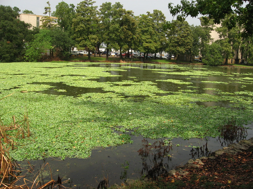 Mississippi health system shuts down clinics statewide after ransomware attack - NPR