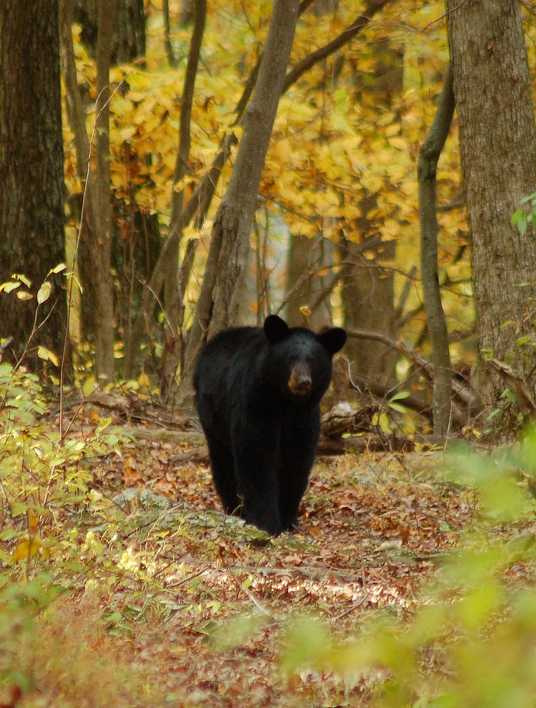 Cubs vs. Rockies at Scottsdale preview, Saturday 3/14, 3:10 CT - Yahoo Sports