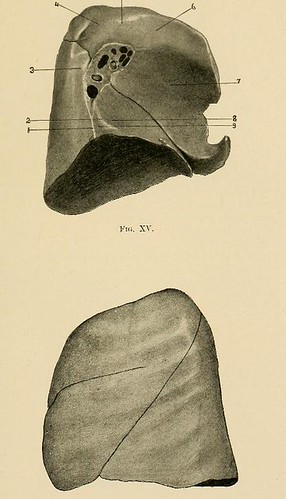 Medical report on Mbappé - Real Madrid CF | Web Oficial