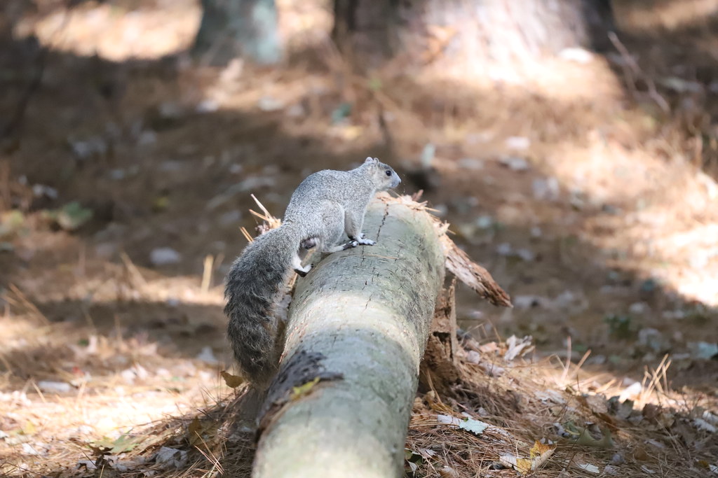 Dorchester County inmate escapes custody at Trident Medical Center - Live 5 News