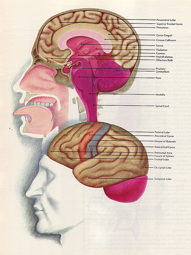Opinion | Medical Schools’ Rigor Is Not Under Threat - WSJ