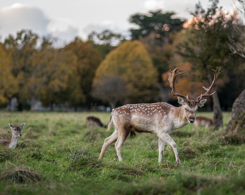 Phoenix Upended By North Carolina A&T - Elon University Athletics