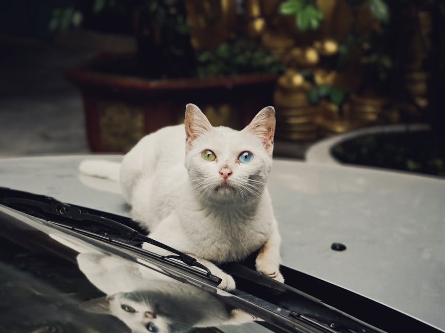 2026 NASCAR Odds: Ryan Blaney, Denny Hamlin Tied Atop Board for Phoenix - FOX Sports