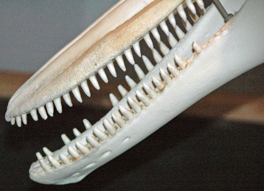 South Florida Million-Dollar Home Sales Surge to an All-Time High, and This Celeb-Studded County Leads the Way - Realtor.com